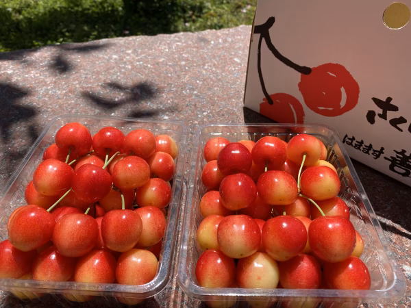 北海道名産　さくらんぼ『南陽』２Ｌ以上　4パックギフト用