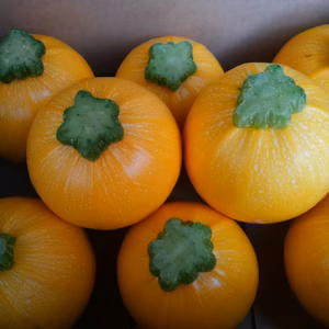 ゴールディ(ズッキーニ)8個入り