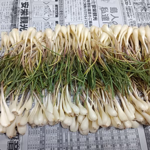 訳あり 小ぶり 石垣島産 島らっきょう 300g (農薬･化学肥料不使用)