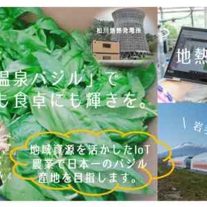 【1kg以上】岩手県八幡平市産「温泉バジル」～地熱×IoTでCO2フリー農業！