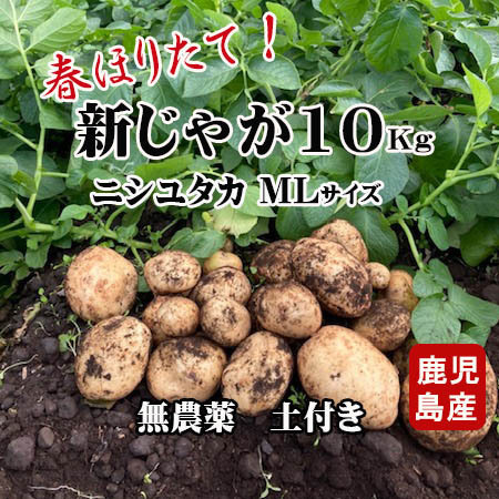 新じゃが春じゃがいも(ニシユタカ) 無農薬 掘りたて10kg LM混合 土付き