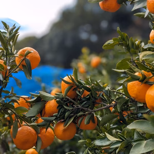 ぽんかん　甘みと芳醇な香りが美味しい! 朝摘みぽんかん３kg