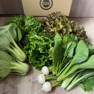 高原で育ったレタス食べ比べ＆おまかせ野菜セット（レタス3種、春獲れ野菜2種）