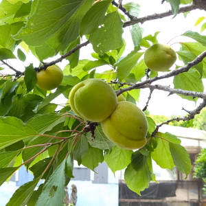 杏（アプリコット）　自然栽培農薬不使用（無農薬）