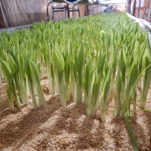 ウルイの根本切り落とし「７００ｇ」「自然栽培」一般には出回らないレアな一品です