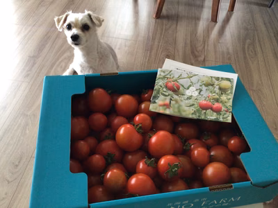 みんなの投稿の画像