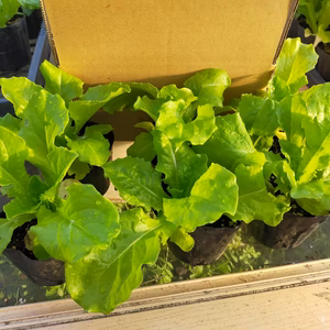 サンチュ苗〜何度でも収穫できて家庭菜園におすすめ〜