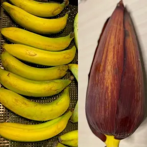 【訳アリ品】千葉県産房総バナナ1.8キロ＋バナナの花（蕾）1個