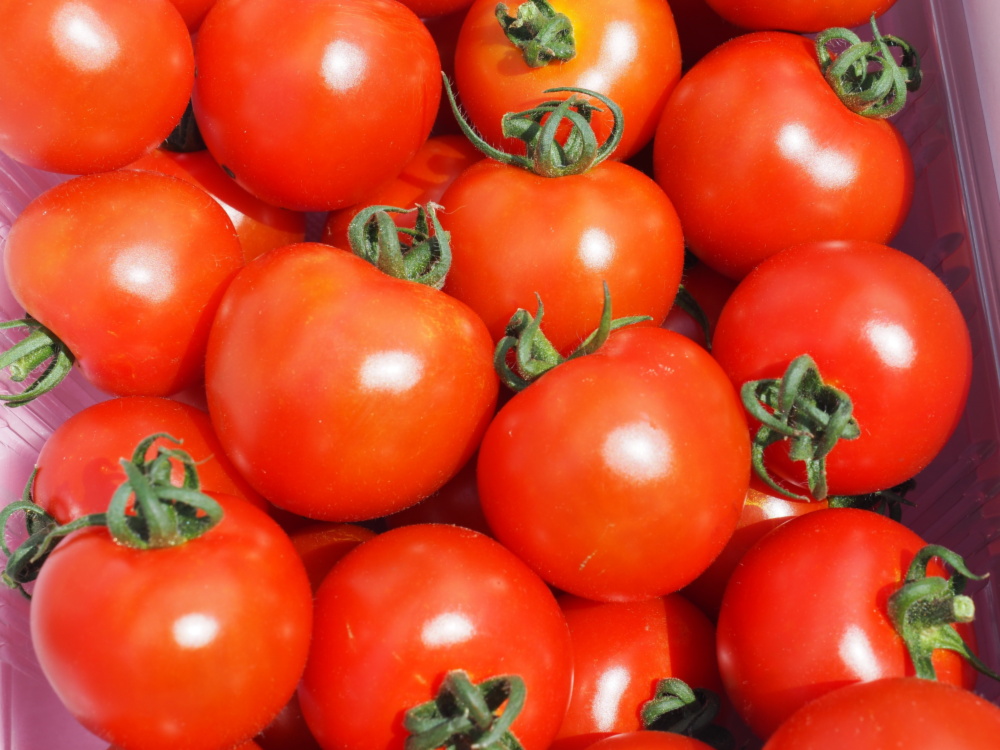 カラフルミニトマト 彩り豊かなミニトマト1.3kg 送料無料 詰合せ ８種 低価格
