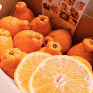 【送料無料/1月予約】家庭用/どすこい!!横綱みかん計2.3kg