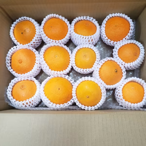 完熟マドンナ　12～14玉　愛果試28号