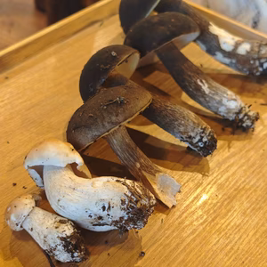 高級■ニセコ産■天然■秋生ポルチーニ茸,ススケヤマドリ