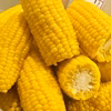 【 農家直送 】 甘さNo.1‼️  トウモロコシ(味来) 