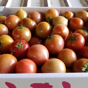 小さいトマト　箱いっぱい 　 ツゲさんちのうまかトマト