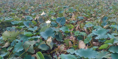 彼岸に狂い咲きしたのは・・・