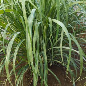 レモングラス フレッシュ 生葉 500g