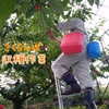 山形県産さくらんぼ【紅秀峰】700g ※6月下旬〜発送予定