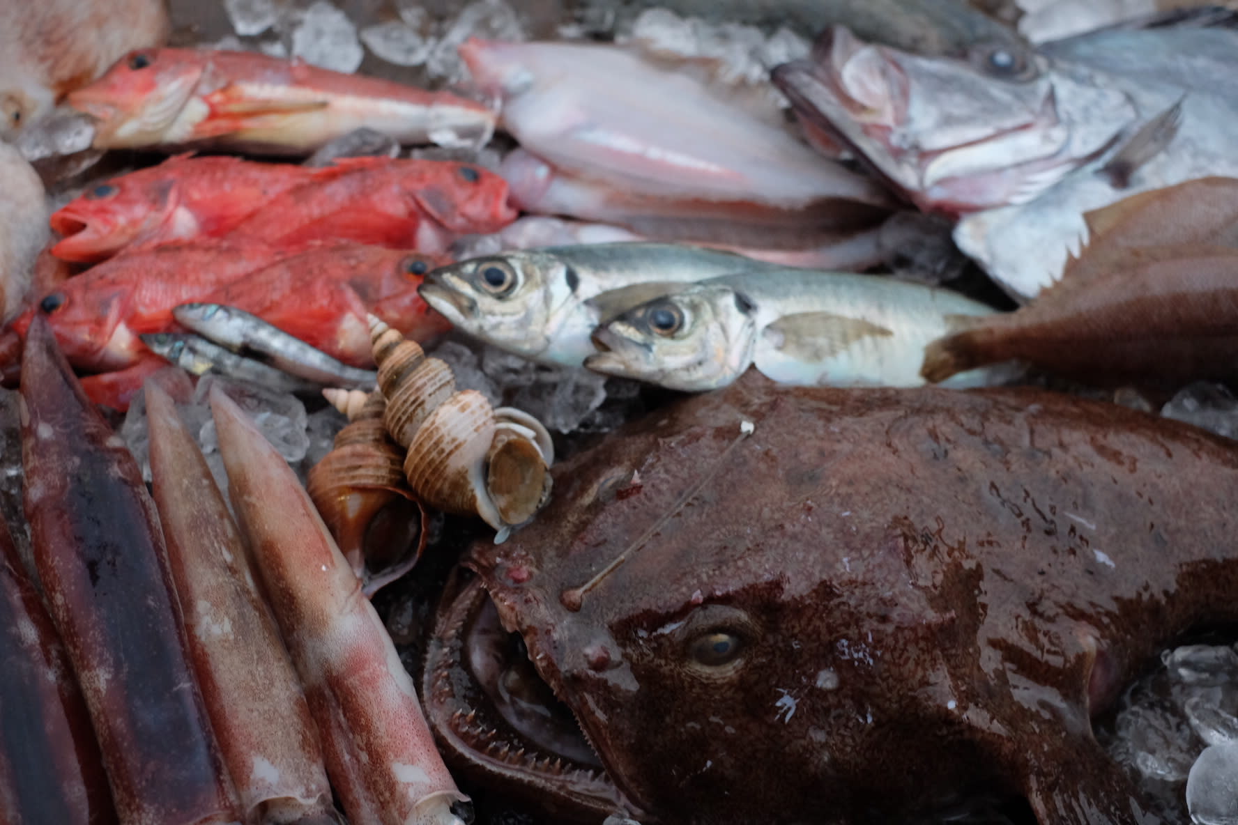 お魚好きの貴方へ おまかせ詰め合わせセット 農家漁師から産地直送の通販 ポケットマルシェ