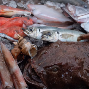 お魚好きの貴方へ『おまかせ詰め合わせセット』