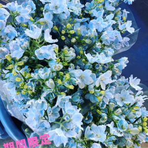 【期間限定】1度で4回楽しめるお花♪仏花にも◎規格外品　デルフィニウム　薄水色　