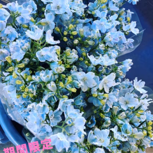【終了間近】1度で4回楽しめるお花♪仏花にも◎規格外品　デルフィニウム　薄水色　
