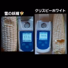 とうもろこし【食べ比べセット】30本