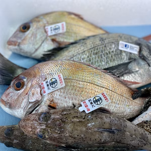 【瀬戸内海】お魚ボックス