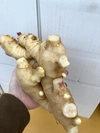 高知県産　新生姜　訳あり1キロ