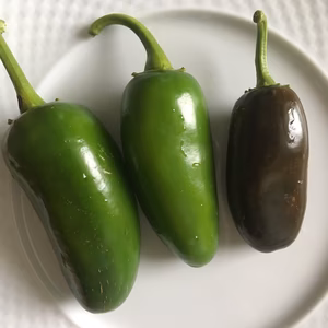 メキシコ系とうがらし！ハラペーニョ（100g）