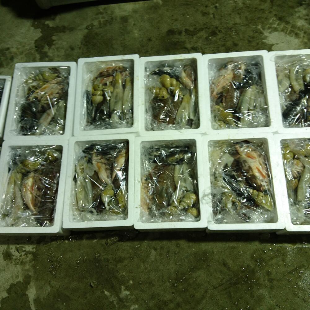 値下げ 本バイ貝 黒バイ 生きたまま発送 2キロ箱 漁に出られ次第の発送 農家漁師直送のポケットマルシェ