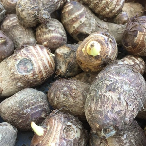 自然栽培の里芋【農薬不使用】土付き 3kg