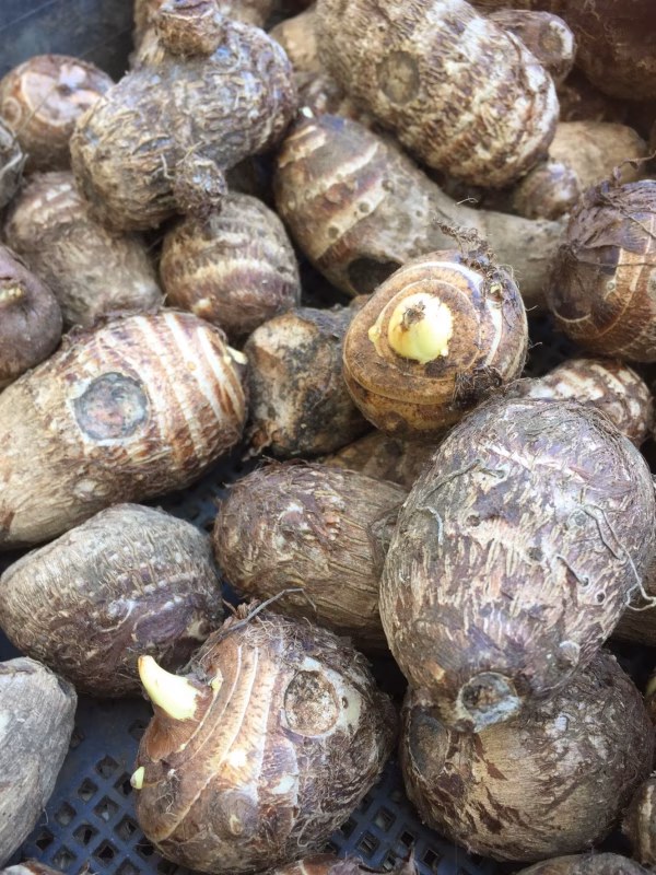 自然栽培の里芋【農薬不使用】土付き 3kg