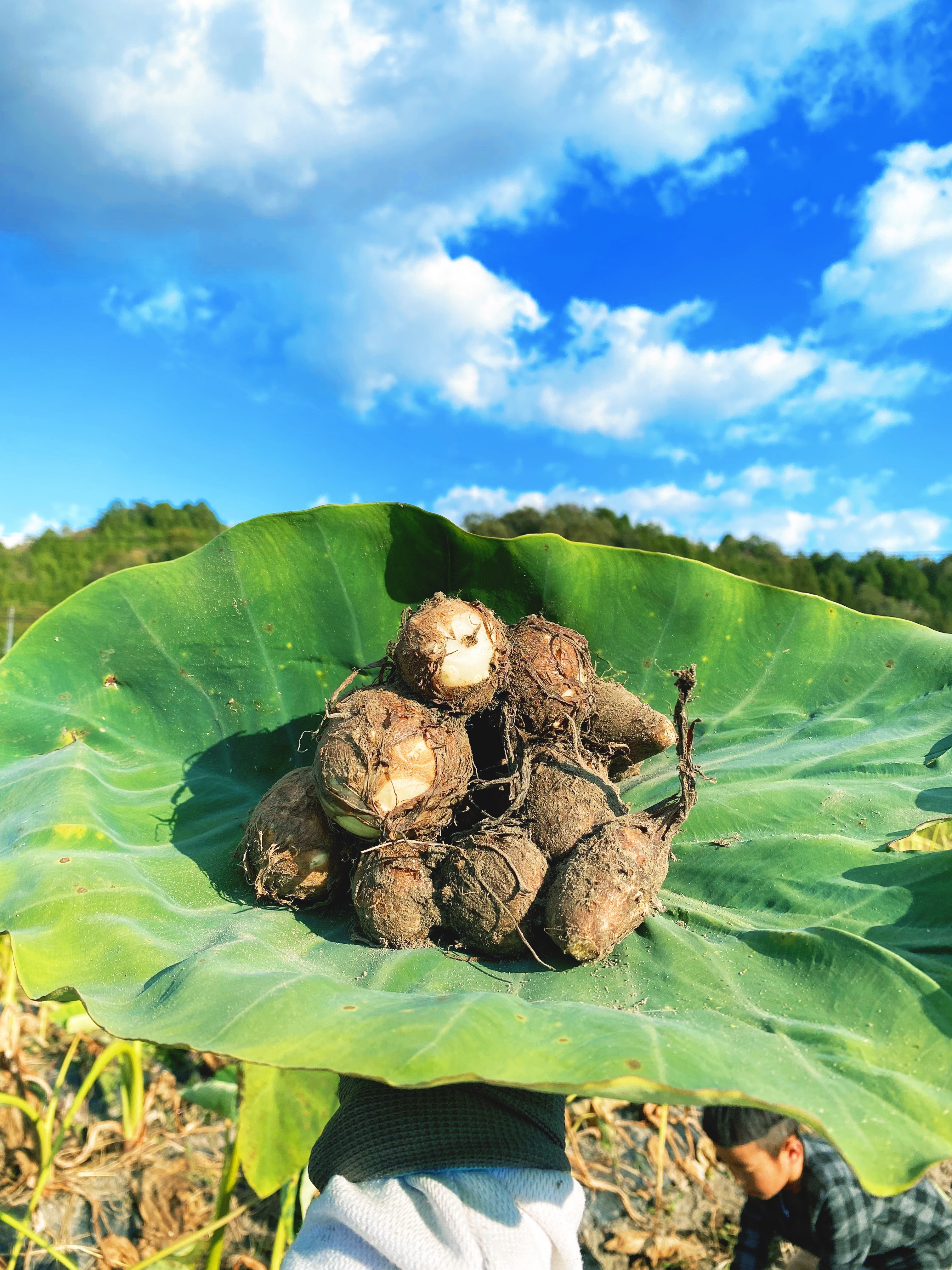 農薬不使用 訳あり 里芋 - 野菜