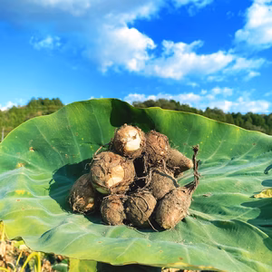 絶品！自然栽培の里芋3kg！農薬不使用！おいしい野菜　