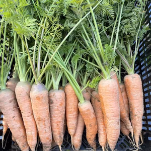 たっぷりと甘い人参　栽培期間中農薬不使用です。