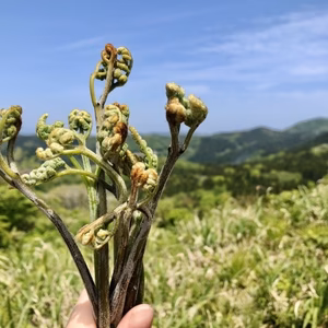 【有馬温泉の麓】兵庫県産 天然 生わらび 山菜 クール便