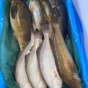 本日水揚げ‼️　しょうごの鮮魚ガチャ‼️　2〜3k