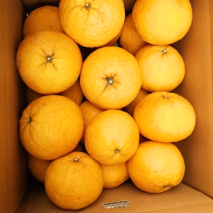 甘夏みかん【最終売り切り】約8kg箱入り