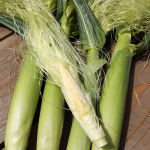 ４月出荷!皮付き生ヤングコーン（栽培期間中農薬不使用！）