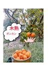 2月から食べる柑橘❢第6弾！オマケ＆❢5種春爛漫よくばりセット