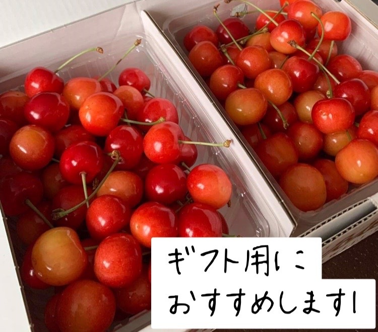 7月上旬発送【クール便】北海道仁木町産さくらんぼ(佐藤錦) | 農家漁師から産地直送の通販 ポケットマルシェ 7月上旬発送【クール便】北海道仁木町産さくらんぼ(佐藤錦) | 農家漁師から産地直送の通販 ポケットマルシェ