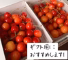7月上旬発送【クール便】北海道仁木町産さくらんぼ（佐藤錦）