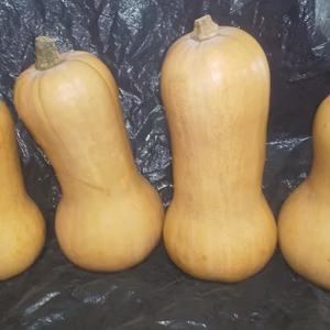 北海道どっしりバターナッツ