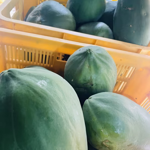 青パパイヤ　沖縄県産
