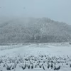 【雪折れ】本場岩津産　岩津ねぎ2kg(土付)