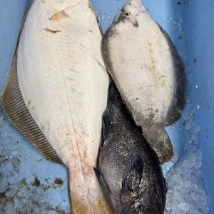 翌日発送‼️本日、水揚げ‼️ヒラメ、ソイ、ババカレイ　セット