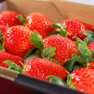 【おいしさ追求！】農園ブランド朝採り完熟恋ひめ12~20玉化粧箱 500g×2箱