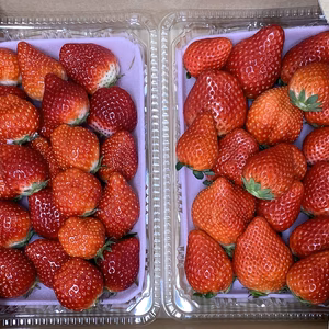 訳あり　バラ詰め　いちご　「とちひめ」「やよいひめ」「スカイベリー」セット