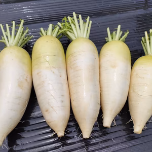初夏の大根　5本以上