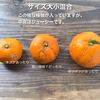 サプラ伊豆！ご家庭用の温州みかん【減農薬】【訳あり】